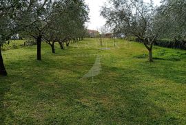 PRODAJA, GRAĐEVINSKO ZEMLJIŠTE, RAKALJ, 2.000 M2, Marčana, Land