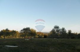 Krk,maslinik površine 13 137m2  20€/m2, Krk, Tierra