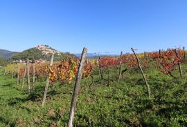 Istra - Motovun, poljoprivredno zemljište pogled Motovun, Motovun, Tierra