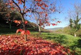 Istra - Motovun, građevinsko zemljište pogled Motovun, Motovun, Γη