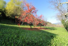 Istra - Motovun, građevinsko zemljište pogled Motovun, Motovun, Γη