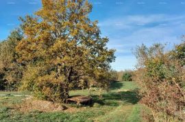 Poljoprivredno zemljište Prodaja poljoprivrednog zemljišta, Svetvinčenat!, Svetvinčenat, Terra