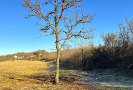 Poljoprivredno zemljište , Umag , Istra , 400 m2, Umag, Land