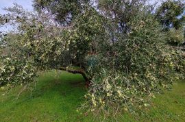 OTOK KRK-KORNIĆ,maslinik sa 10 maslina, Krk, Terrain