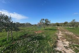 Istra, Vodnjan -okolica, maslinik na zemljištu od 14.000m2, Vodnjan, Tierra