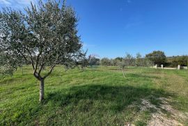 Istra, Vodnjan -okolica, maslinik na zemljištu od 14.000m2, Vodnjan, Tierra