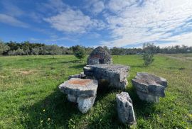 Istra, Vodnjan -okolica, maslinik na zemljištu od 14.000m2, Vodnjan, Tierra