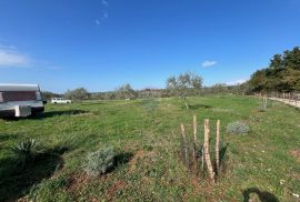 Istra, Vodnjan -okolica, maslinik na zemljištu od 14.000m2, Vodnjan, Tierra