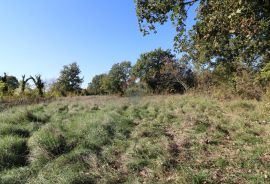 VIŠNJAN, okolica-građevinsko i poljoprivredno zemljište, Višnjan, Terreno