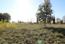 VIŠNJAN, okolica-građevinsko i poljoprivredno zemljište, Višnjan, Land