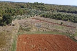 Istra, Poreč- maslinik, Poreč, Land