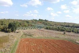 Istra, Poreč- maslinik, Poreč, Land