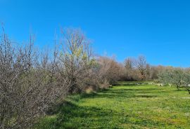 Lovreč: Poljoprivredno zemljište s priključkom vode, Sveti Lovreč, Terreno