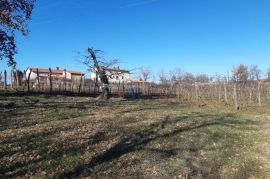 Istra, Karojba prekrasno građevinsko zemljište južne orijentacije, Karojba, Land