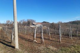 Istra, Karojba prekrasno građevinsko zemljište južne orijentacije, Karojba, Land