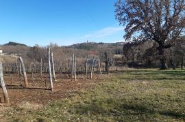 Istra, Karojba prekrasno građevinsko zemljište južne orijentacije, Karojba, Land