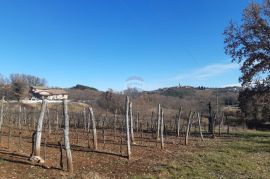 Istra, Karojba prekrasno građevinsko zemljište južne orijentacije, Karojba, Land