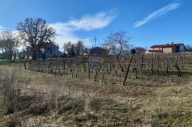 Istra, Karojba prekrasno građevinsko zemljište južne orijentacije, Karojba, Land