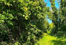 Poljoprivredno zemljište , Juricani Istra , voda na parceli, Umag, Land