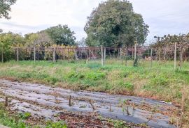 Istra, Valtura, građevinsko zemljište s ucrtanim objektima, Ližnjan, Terreno