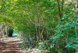 Poljoprivredna parcela , rub građevinske zone , voda na terenu, Umag, Terreno