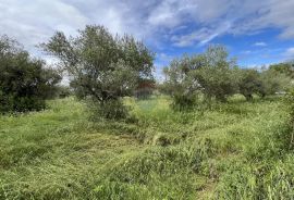 Vabriga - građevinsko zemljište turističke namjene, Tar-Vabriga, Land