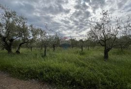 Vabriga - građevinsko zemljište turističke namjene, Tar-Vabriga, Land