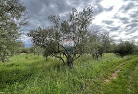 Vabriga - građevinsko zemljište turističke namjene, Tar-Vabriga, Land