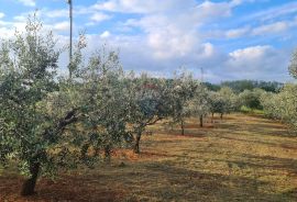 Kaštelir: Kombinacija, građevinsko zemljište i maslinik, Kaštelir-Labinci, Земля