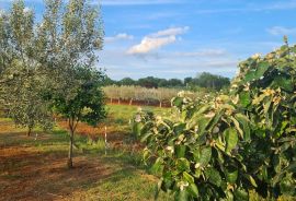 Kaštelir: Kombinacija, građevinsko zemljište i maslinik, Kaštelir-Labinci, Земля