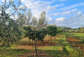 Kaštelir: Kombinacija, građevinsko zemljište i maslinik, Kaštelir-Labinci, Земля