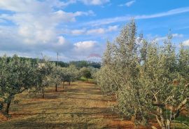 Kaštelir: Kombinacija, građevinsko zemljište i maslinik, Kaštelir-Labinci, Земля