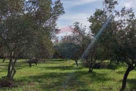 Istra, okolica Vodnjana, maslinik na 2 čestice, Vodnjan, Zemljište