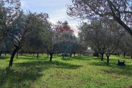 Istra, okolica Vodnjana, maslinik na 2 čestice, Vodnjan, Zemljište