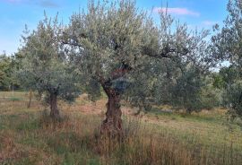 Poreč: Ograđeni maslinik sa 60 starih maslina, Poreč, أرض