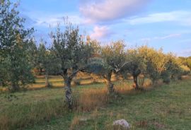 Poreč: Ograđeni maslinik sa 60 starih maslina, Poreč, أرض