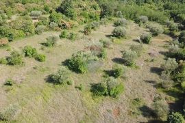 Istra, Buje- Građevinsko zemljište poslovne namjene, Buje, Terreno