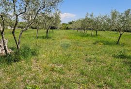 Bale , poljoprivredno zemljište površine 13.128 m2, Bale, Terrain