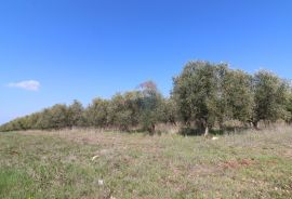 KAŠTELIR-maslinik s pogledm na more, Kaštelir-Labinci, Terrain