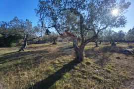 Istra, Fažana - vikend zemljište sa stoljetnim maslinama, Fažana, Tierra