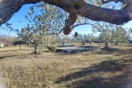 Istra, Fažana - vikend zemljište sa stoljetnim maslinama, Fažana, Tierra