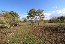 Istra,Kaštelir, Labinci, poljoprivredno zemljište, 8 578 m2, Kaštelir-Labinci, Land