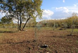 Istra,Kaštelir, Labinci, poljoprivredno zemljište, 8 578 m2, Kaštelir-Labinci, Land