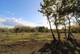 Istra,Kaštelir, Labinci, poljoprivredno zemljište, 8 578 m2, Kaštelir-Labinci, Land