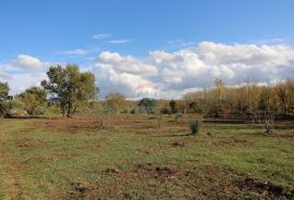 Istra,Kaštelir, Labinci, poljoprivredno zemljište, 8 578 m2, Kaštelir-Labinci, Land