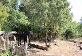 Lovreč: Veliko poljoprivredno zemljište u raskošnom zelenilu, Sveti Lovreč, Земля