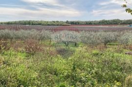 Poreč, okolica, poljoprivredno zemljište 30000m2, Poreč, Terra