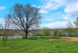 Istra,Brtonigla-Građevinske parcele na rubnom dijelu grada, Brtonigla, Land