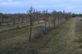 Istra, Juršići, maslinik sa 145 maslina, Svetvinčenat, Land