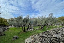 Otok Krk,Bajčići,maslinik,734 m2, Krk, Land